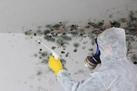 Sahuarita, AZ Mold Removal & Remediation Company